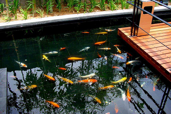 上海锦鲤鱼池建造，鱼池设计制作